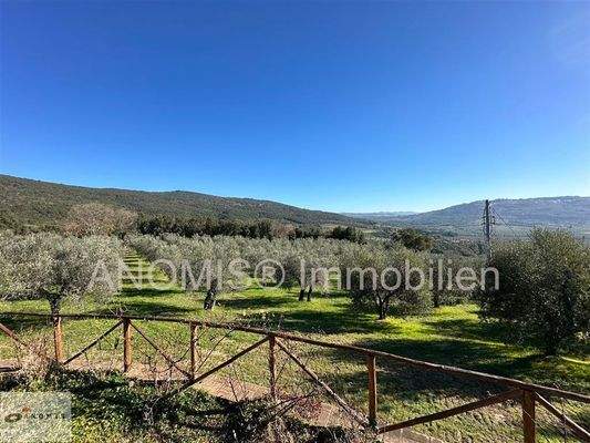 Blick auf den Olivenhain