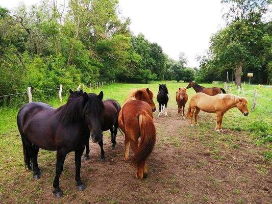 Pferdekoppel am Grundstück