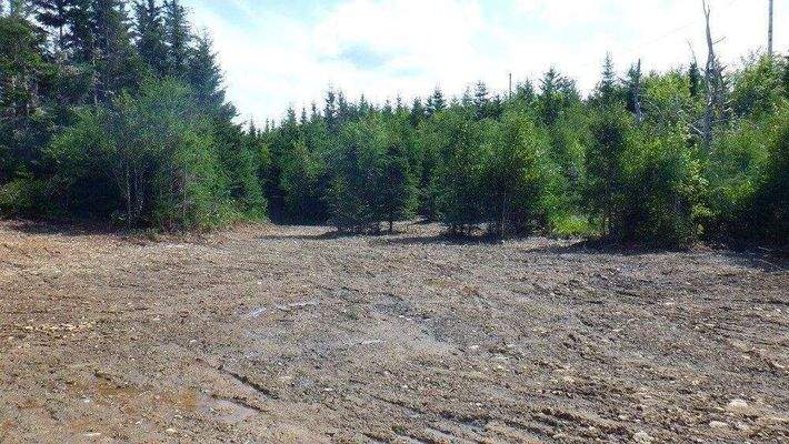 Junger Bewuchs, Laubbäume, Tannen