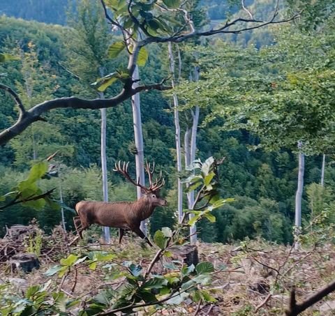 St. Johann in Tirol Bauernhöfe, Landwirtschaft, St. Johann in Tirol Forstwirtschaft