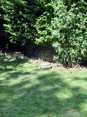 Schildkröte "Kaiser Wilhelm"