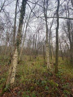 vereinzelt Birke.jpg