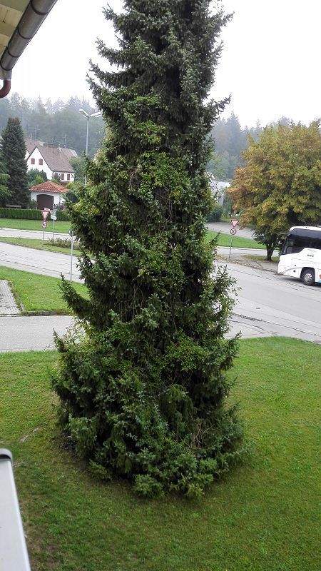 Bad Griesbach i.Rottal Wohnungen, Bad Griesbach i.Rottal Wohnung mieten