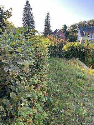 Rasenfläche hinter Straßenhecke