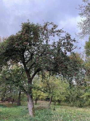 Alter Obstbaum Harzvilla