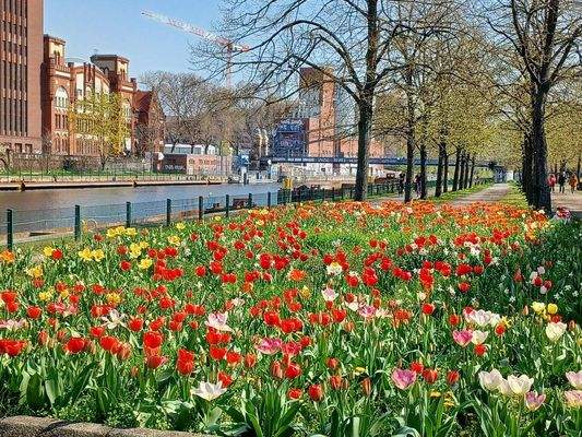 Tulpen an der Spree