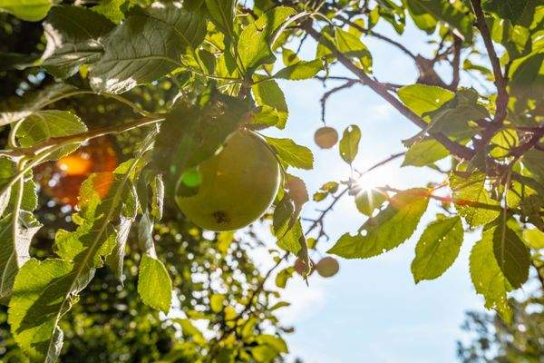 Anwesen Impressionen Streuobstwiese