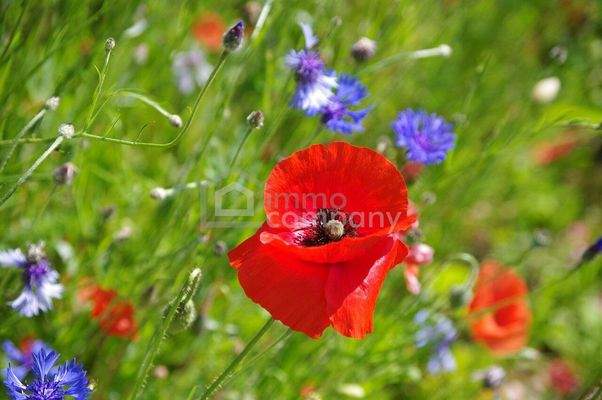 Symbolbild Grundstück (4)