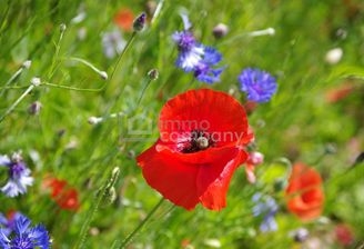 Symbolbild Grundstück (4)