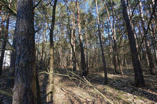 Auf dem Grundstück (7).jpg