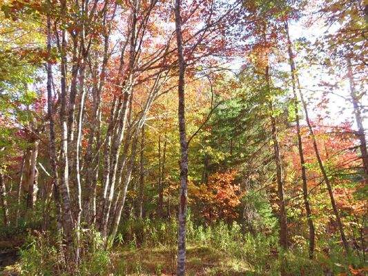 Nova Scotia - Smithfield - Wunderschönes 47-Hektar