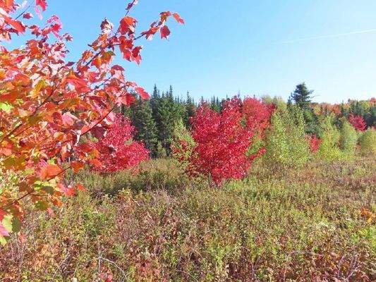 Nova Scotia - Smithfield - Wunderschönes 47-Hektar