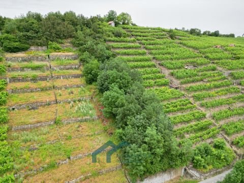 Besigheim Bauernhöfe, Landwirtschaft, Besigheim Forstwirtschaft