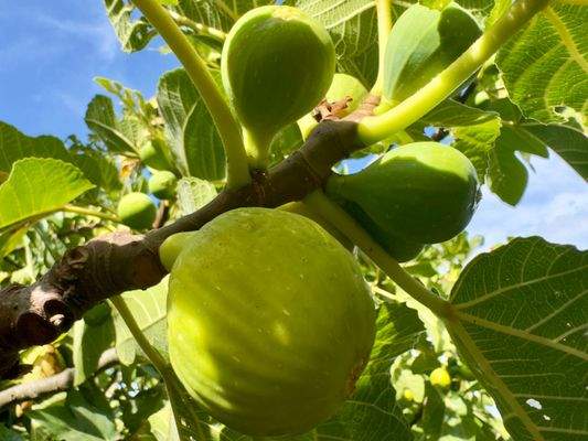 AP976_22 TERRA ITALIA IMMOBILIEN_TERRA ITALIA IMMO