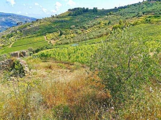 PE672_14 TERRA ITALIA IMMOBILIEN_LIGURIEN_WEINGUT_