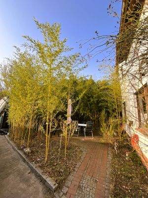 Bambus - Freisitz - Kopie.jpg