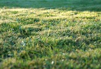 Immobuchenau Grundstück leer