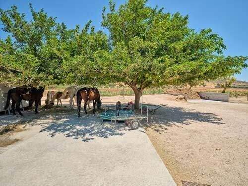 2442 griechenland, athen, kalyvia, reitanlage, reitimmobilie zu verkaufen