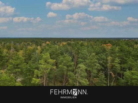 Wulkow / Hohenbellin Bauernhöfe, Landwirtschaft, Wulkow / Hohenbellin Forstwirtschaft