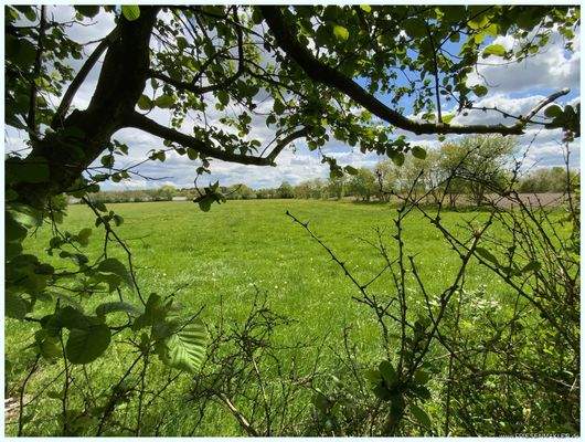 Wiese hinter dem Haus