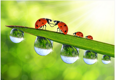 Neuruppin Wohnungen, Neuruppin Wohnung kaufen