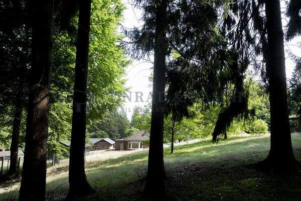 Waldimpressionen auf eigenem Grundstück