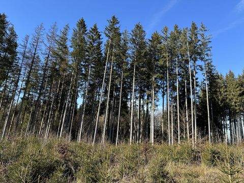 Dießen Bauernhöfe, Landwirtschaft, Dießen Forstwirtschaft