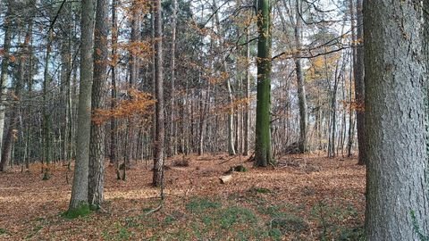 Gars am Inn Bauernhöfe, Landwirtschaft, Gars am Inn Forstwirtschaft