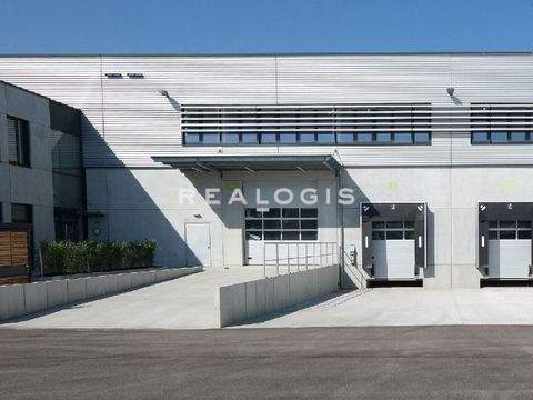 Mainz Halle, Mainz Hallenfläche