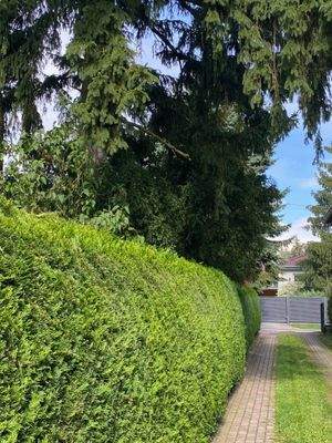 Hecke neben Auffahrt