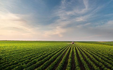 Straubing Bauernhöfe, Landwirtschaft, Straubing Forstwirtschaft
