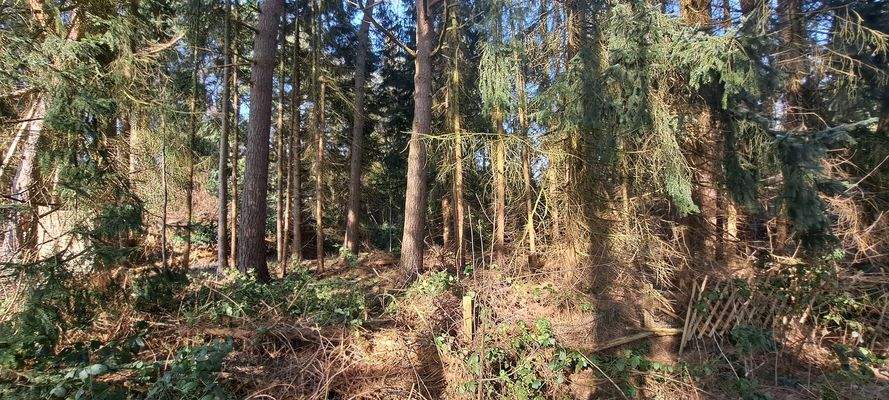 Grundstück mit Baumbestand 