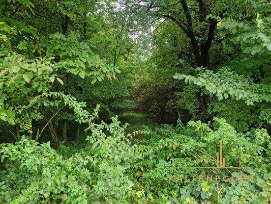 Blick in den Wald von ca. 2414 m² vom Feldweg aus