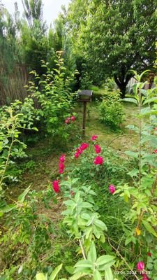 gewachsener Garten