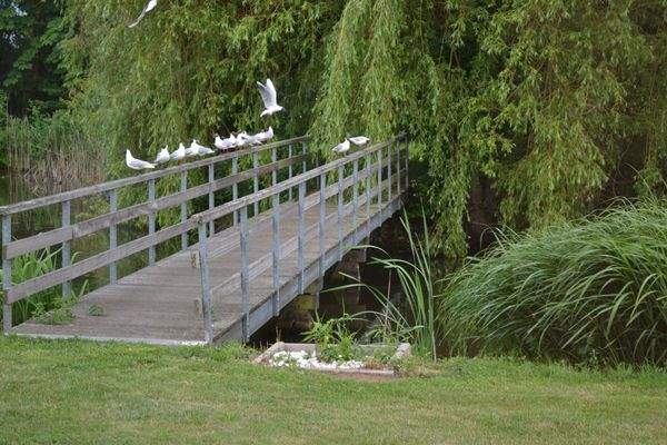 Brücke über den See
