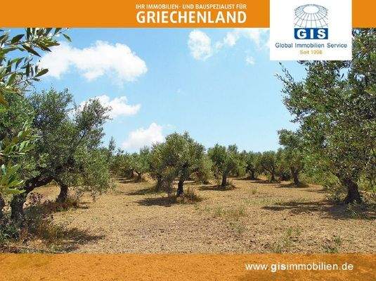 schöne, ertragreiche Olivenbäume