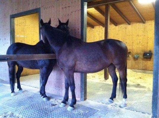 15 Vom Paddock zum Stall.jpg