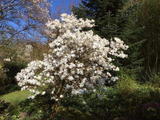 Magnolie in voller Blüte (2025)