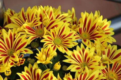 Langenselbold Wohnungen, Langenselbold Wohnung kaufen