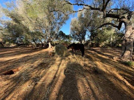 Grundstück mit Projekt für ein Haus mit Pool zum Verkauf in Felanitx, Mallorca.