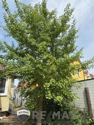 01 Zwei Häuser auf einer Parzelle in Wördern