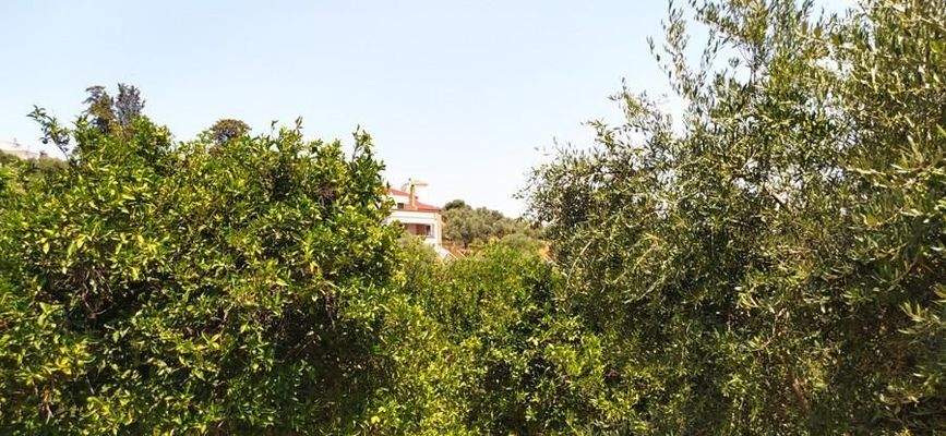 Kreta, Daratsos: Grundstück in ruhiger Lage neben der Stadt Chania zu verkaufen