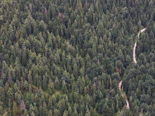 Blick in die Kieferkronen 