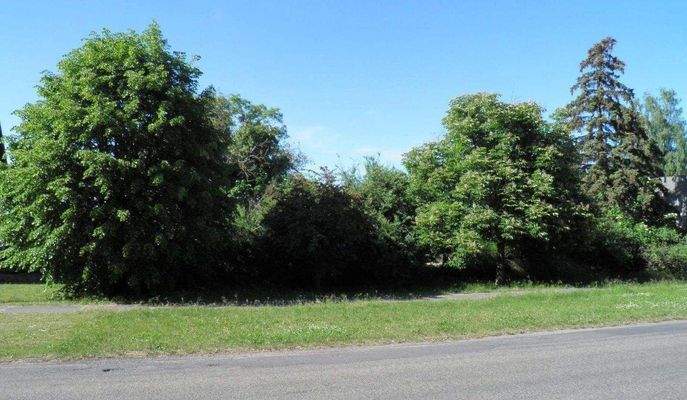 Grundstücksansicht, Straßenseite mit Wildwuchs