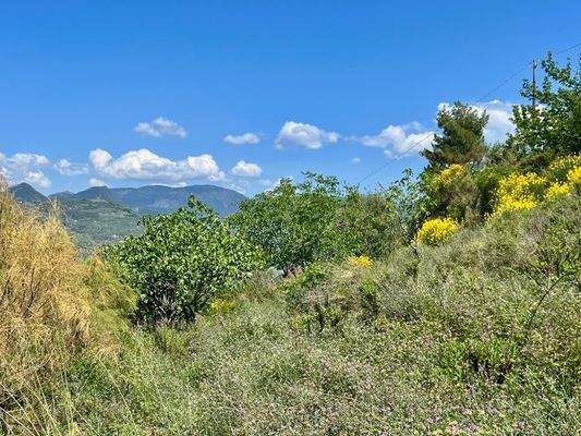 CA910_23 TERRA ITALIA IMMOBILIEN_LIGURIEN_CAMPOROS