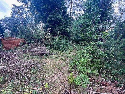 Grundstück hinten.jpg