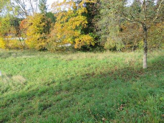 Sträucher und Bäume 