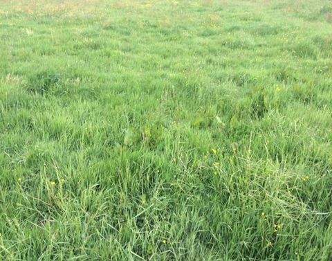 Halle Grundstücke, Halle Grundstück kaufen