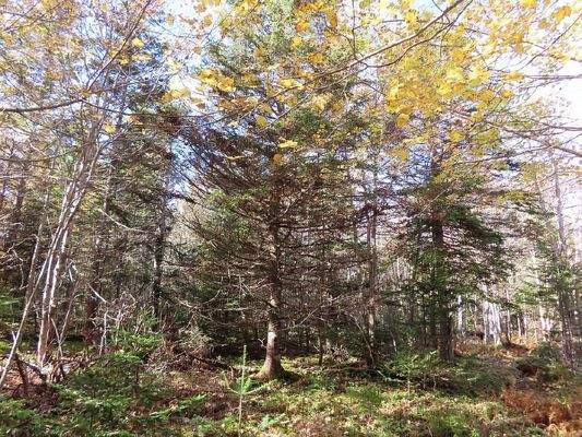 Cape Breton - 3,1 Hektar großes See-Ufergrundstück