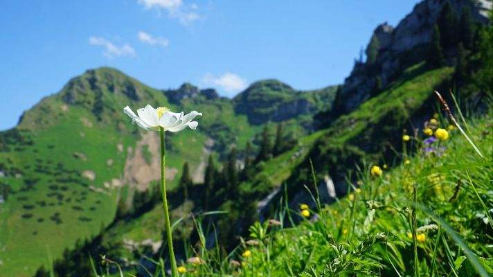 Rowandgebiet Sommer 2020 (c) JW